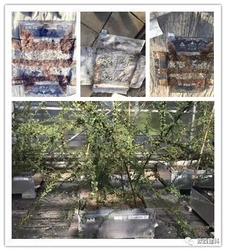 【喜大普奔】歐西建科耐根穿刺防水卷材順利通過北京園林所檢測！